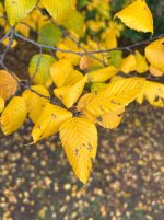 IMG_2815.jpeg