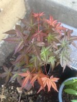 IMG_5882.jpeg