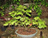 acerp11_250419a.jpg