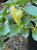 salix nakamurana var yezoalpina.jpg
