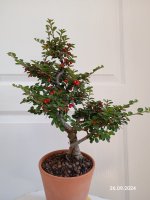 IMG_20240926_222652.jpg
