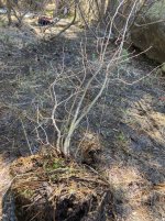 IMG_4688.jpeg