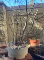 IMG_4695.jpeg