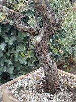 IMG_0334.jpeg