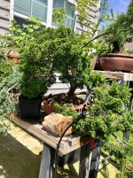 IMG_8699.jpeg