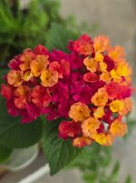 lantana 25.jpg