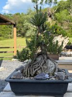 IMG_0165.jpeg IMG_0165.jpeg