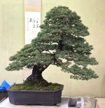 pine  3.jpg