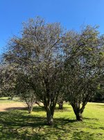 IMG_2896.jpeg