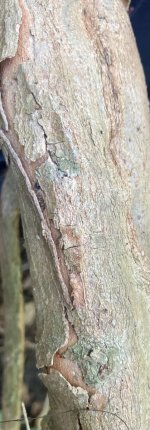 IMG_3897.jpeg