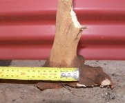 garden trident prune 06.JPG