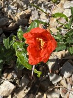 IMG_2647.jpeg