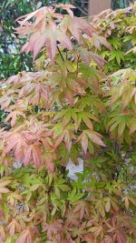 foliage 2.jpg foliage 2.jpg