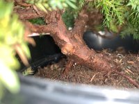 IMG_1750.jpeg
