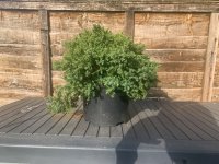 IMG_1764.jpeg