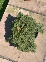 IMG_1776.jpeg