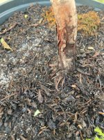 IMG_5333.jpeg