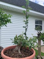hawthorn 2.jpg