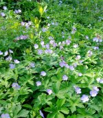IMG_20250509_163642.jpg