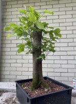 IMG_4208.jpeg