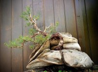 IMG_7750.jpeg