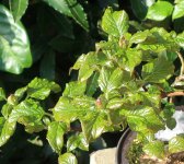 hydrangea petiolaris cordifolia 2025 03 23 (1).JPG