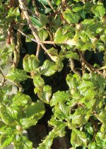 hydrangea petiolaris cordifolia 2025 03 23 (2).JPG