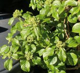 hydrangea petiolaris cordifolia 2025 04 07 (2).JPG