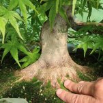 acer palmatum beni tsukasa 2025 05 12 (2).JPG