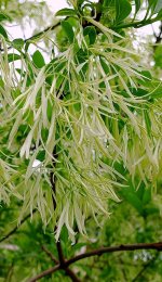 White Fringetree-.jpg