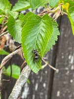 IMG_3101.jpeg