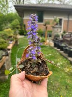 IMG_1586.jpeg