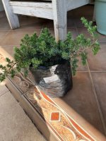 Juniper.jpg