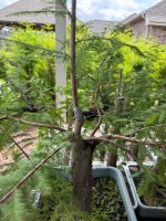 IMG_7918.jpeg