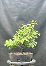 IMG_3828.jpeg
