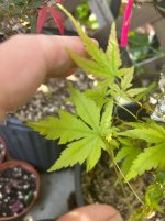 IMG_6131.jpeg