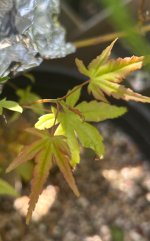 IMG_6132.jpeg