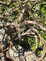 IMG_8511.jpeg