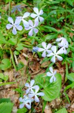 Forest Phlox-.jpg