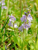 Speedwell.jpg