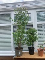 IMG_1881.jpeg