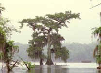 IMG_2439.jpeg