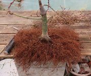 acer palmatum deshojo 2024 02  22 (2).JPG