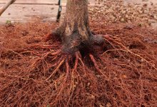 acer palmatum deshojo 2024 02  22 (3).JPG