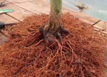 acer palmatum deshojo 2024 02  22 (4).JPG