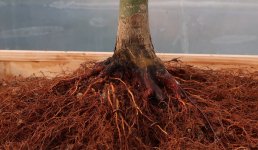 acer palmatum deshojo 2024 02  22 (11).JPG