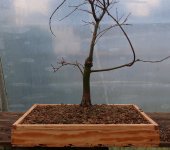 acer palmatum deshojo 2024 02  22 (12).JPG