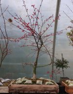 acer palmatum deshojo 2025 03  21.JPG