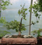 acer palmatum deshojo 2025 05  21 (2).JPG