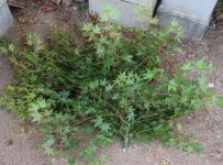 acer palmatum deshojo 2025 05  21 (4).JPG